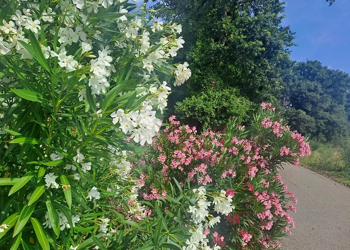 Le gîte Calluna
